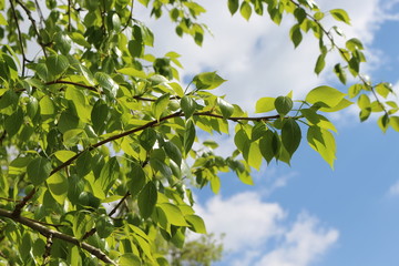 Green young bright leaves against the blue sky background