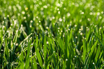 Fresh green grass with dew drops close up. Nature Background.