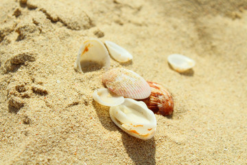 Sea shells close-up on beach sand. Background.
