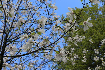 Blooming magnolia. Spring.