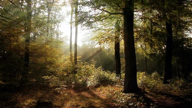 Magical Forest Background Loop Animation