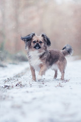 Kleiner Hund im Winter Wald