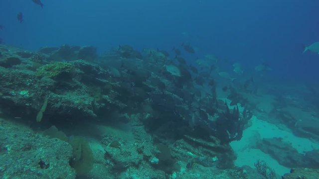 Coral reef scenics of the Sea of Cortez, Baja California Sur, Mexico. 