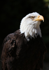 Close up detailed portrait of a Bald Eagle with dark background