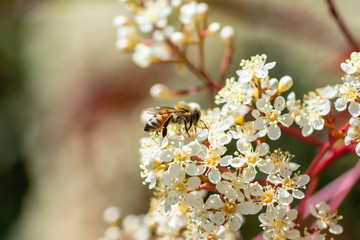 Honey bee works flowers for pollen 