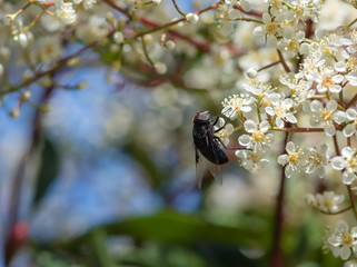Macro of large black horsefly working flowers for pollen and room for text