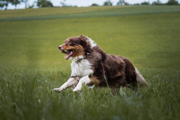 Australian Sheperd im Wald