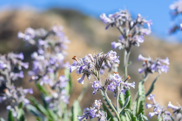 Purple wildflowers macro in spring bloom in California desert