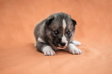 Husky Welpe vor orangenem Hintergrund