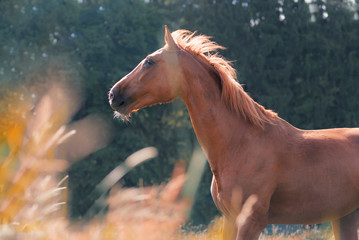 Pferd im Galopp auf einer Wiese
