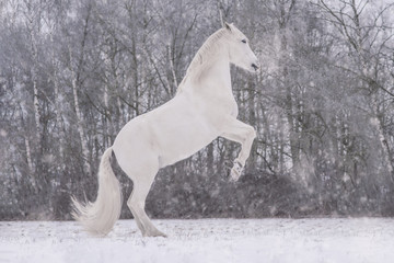 Weißes Pferd Schimmel steigt im Winter auf einer Koppel