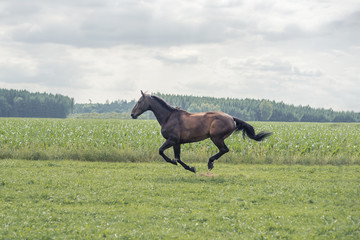 Pferd im Galopp auf einer Wiese