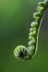 A close-up of a trail fern in morning light.