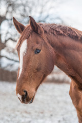 Portrait von Pferd im Winter auf einer Koppel