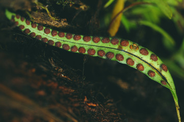 Spore-lined fern leaf along trail in Bosque Caricias, a private