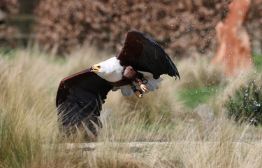 Close up of a Sea Eagle catching food