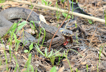 hungry grass-snake caught a frog