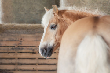 Obraz premium Haflinger Pferd im Stall mit Heu und Holz