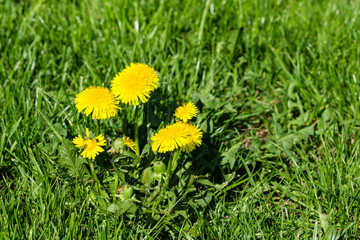 Obraz premium Löwenzahn auf Wiese