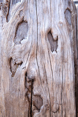 Fototapeta premium North America, United States, Oregon, Eastern Oregon, Cascade Lakes Highway, Cascade Mountains, Deschutes National Forest. Abstract Tree bark.