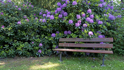 Parkbank vor Rhododendronstrauch