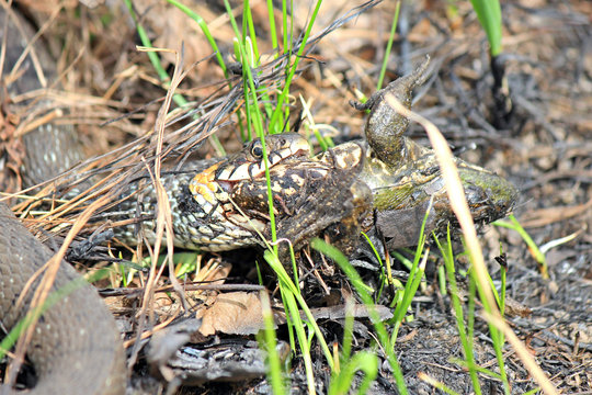 hungry grass-snake caught a frog