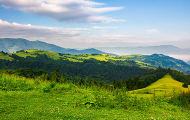 Obraz premium mountainous landscape in the morning. fresh summer scenery with grassy meadows on forested hills. fog in the distant valley and some clouds on a blue sky