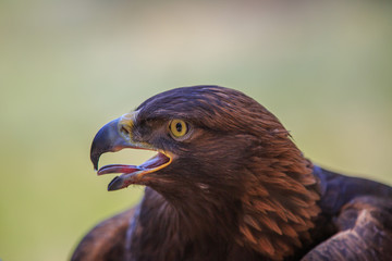 North America, United States, Oregon, Eastern Oregon, Bend. Golden Eagle (Aquila chrysaetos). Captive.