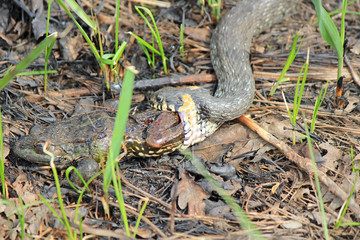 hungry grass-snake caught a frog