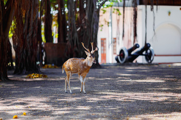 cute deer living in the national Park