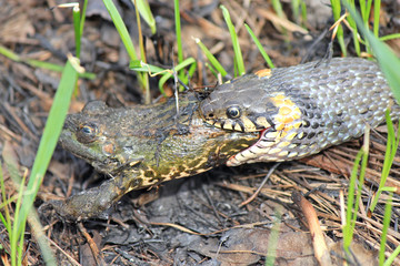 hungry grass-snake caught a frog