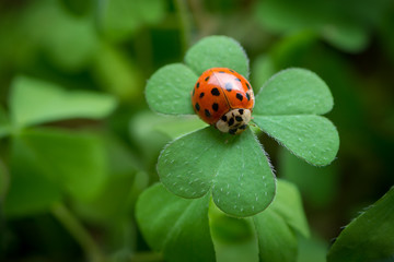 Happy New Year - Ladybug on clover