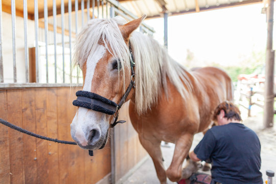 a blacksmith works on a horse hoof