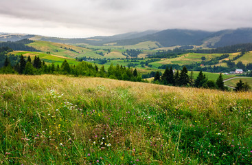 grassy meadow over the forest on a cloudy day. lovely mountainous countryside in summer time