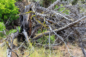 North America, United States, Oregon, Central Oregon,  Redmond, Terrebonne, Oregon. Smith Rock State Park.  Dead tree stump.