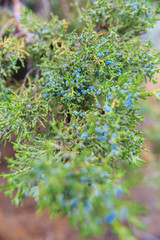 North America, United States, Oregon, Central Oregon,  Redmond, Terrebonne, Oregon. Smith Rock State Park. Juniper berry,female seed cone, Juniperus communis.