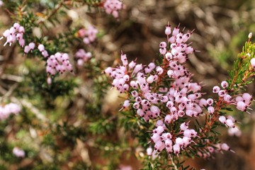 Erica Canaliculata pink flowers in the mountain