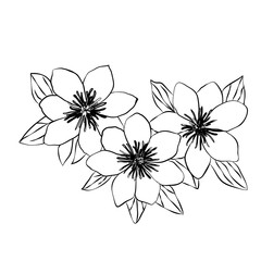 Beautiful clematis black white isolated sketch