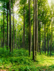 beech forest on a sunny day. lovely nature scenery with tall trees. warm sunlight through spring green foliage