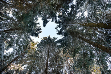 Winter forest. Background. Perspective. A high pine forest, covered with snow against the background of the winter sky. 