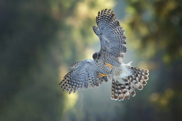 Brown goshawk, Accipiter fasciatus in a deep forest. Close up of beautiful bird of prey in its natural environment. Predator flying its habitat. Dark forest, morning with sun rays.