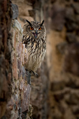 Eagle-owl sitting on the stone. Detail of the bigest european owl. Predator and ruins. Mysterious scene with a carnivore with a wall in the background. Screaming bird, orange eyes and ears on ahead.