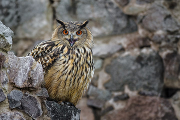 Eagle-owl sitting on the stone. Detail of the bigest european owl. Predator and ruins. Mysterious scene with a carnivore with a wall in the background. Screaming bird, orange eyes and ears on ahead.