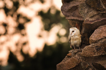 Barn owl, Tyto alba sitting on a wall. Beautiful night predator on ruins of old castle. Evening scene with mysterious bird of prey. Hunting owl, beautiful lighting, golden hour, stones.