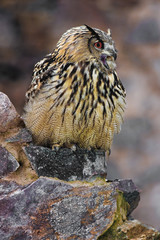 Eagle-owl sitting on the stone. Detail of the bigest european owl. Predator and ruins. Mysterious scene with a carnivore with a wall in the background. Screaming bird, orange eyes and ears on ahead.