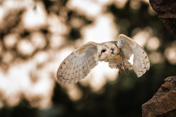 Barn owl, Tyto alba flying. Beautiful night predator on ruins of old castle. Evening scene with mysterious bird of prey. Hunting owl, beautiful lighting, golden hour, stones.