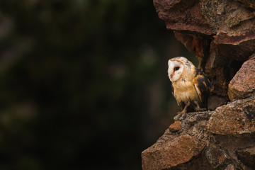 Barn owl, Tyto alba sitting on a wall. Beautiful night predator on ruins of old castle. Evening scene with mysterious bird of prey. Hunting owl, beautiful lighting, golden hour, stones.