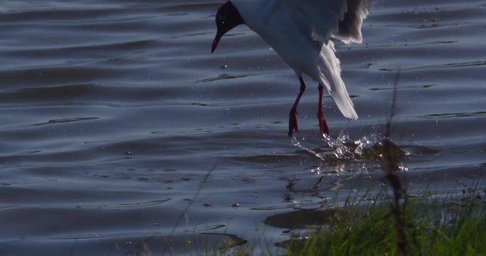 Black headed gull dives underwater looking for food slow motion