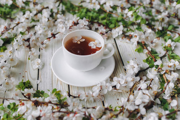 Cup of green tea and spring apricot blossom on a old wooden background. Rustic.