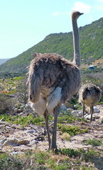 Wild Ostrich chicks at the Cape of Good Hope, Cape Peninsula, South Africa